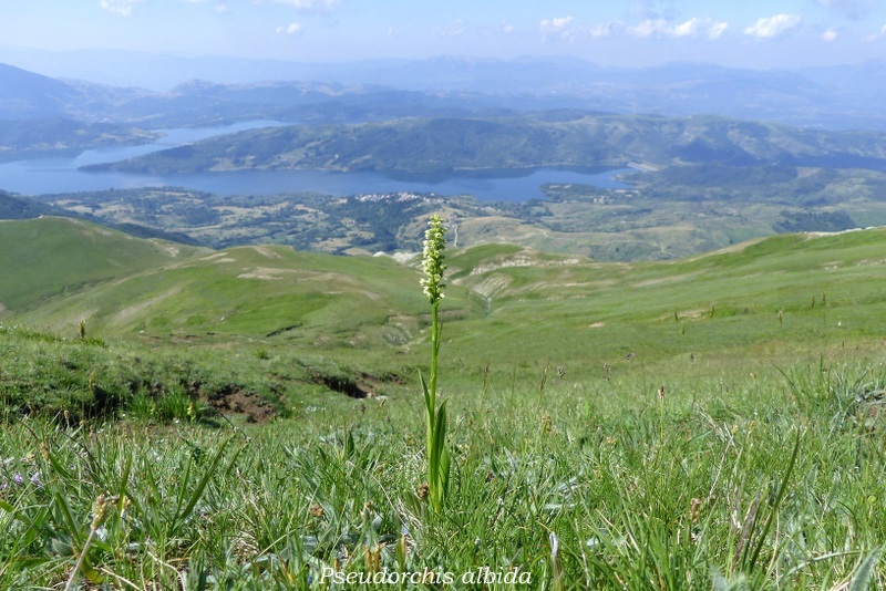 Monte Doro e Cima della Laghetta, le orchidee e i loro ambienti - luglio 2025.
